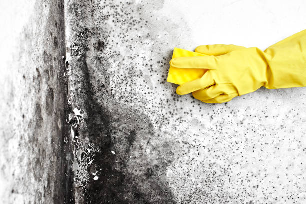 Trusted Cuyahoga Falls, OH Mold Removal Experts