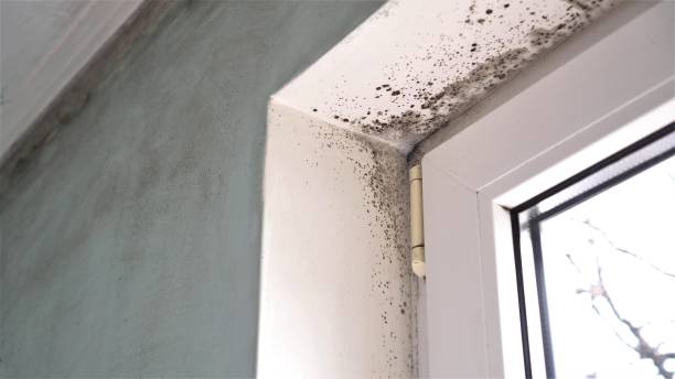 Best Local Mold Removal Service  in Cuyahoga Falls, OH