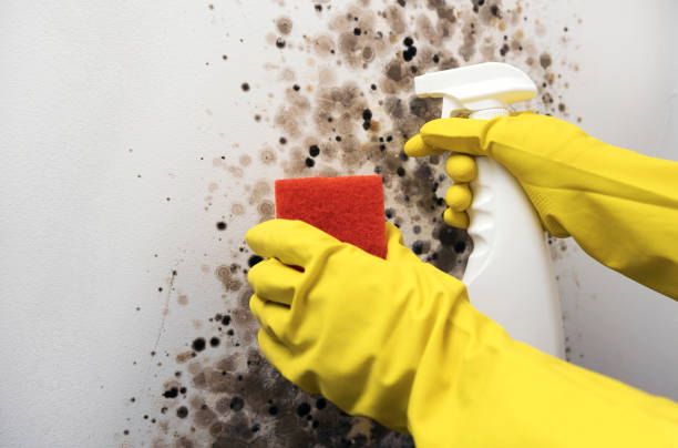 Best Residential Mold Removal  in Cuyahoga Falls, OH