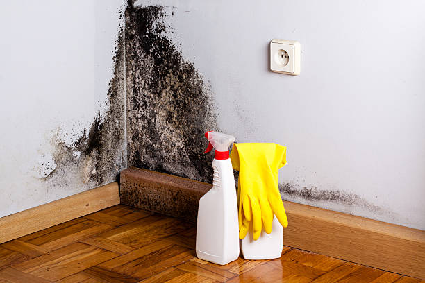 Best Fast Mold Removal  in Cuyahoga Falls, OH