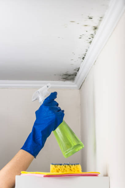 Certified Mold Removal in Cuyahoga Falls, OH